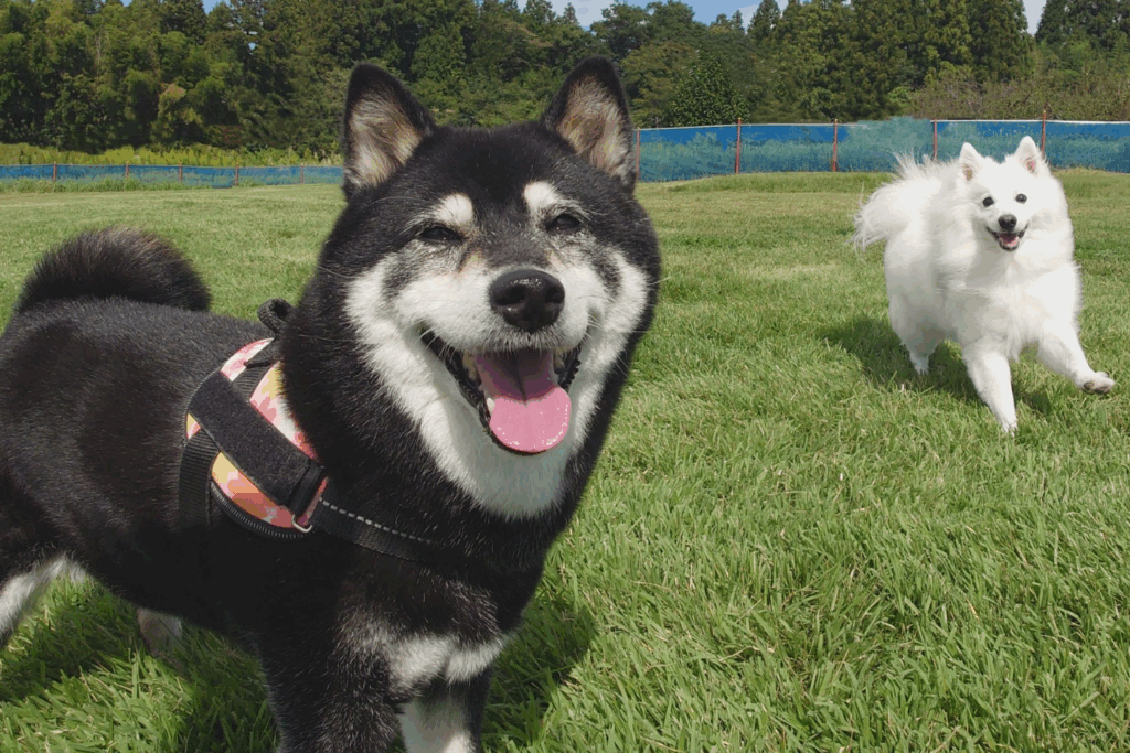 笑顔のひなたちゃん（@kukuri_shibainuさんより提供）