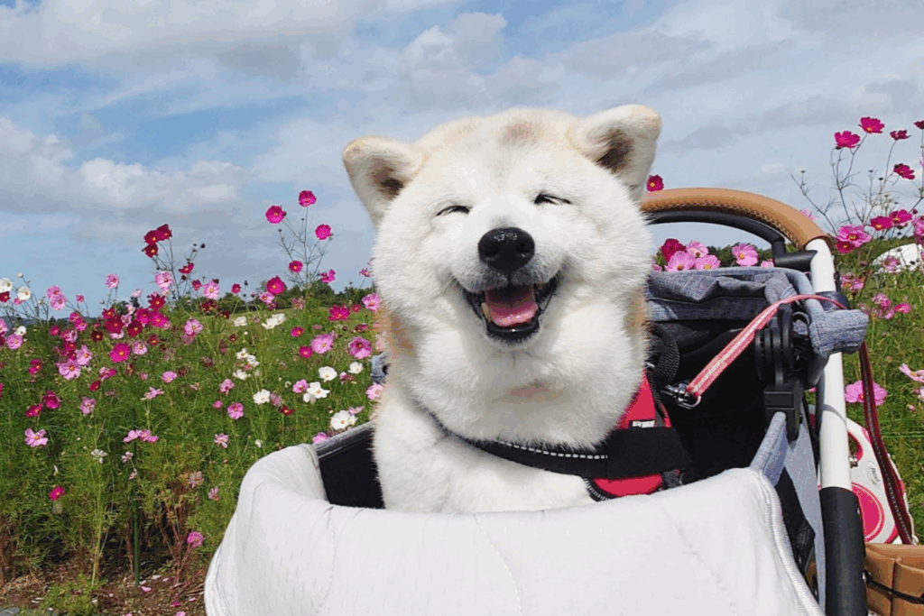 コスモス、きれいだね！（@kukuri_shibainuさんより提供）