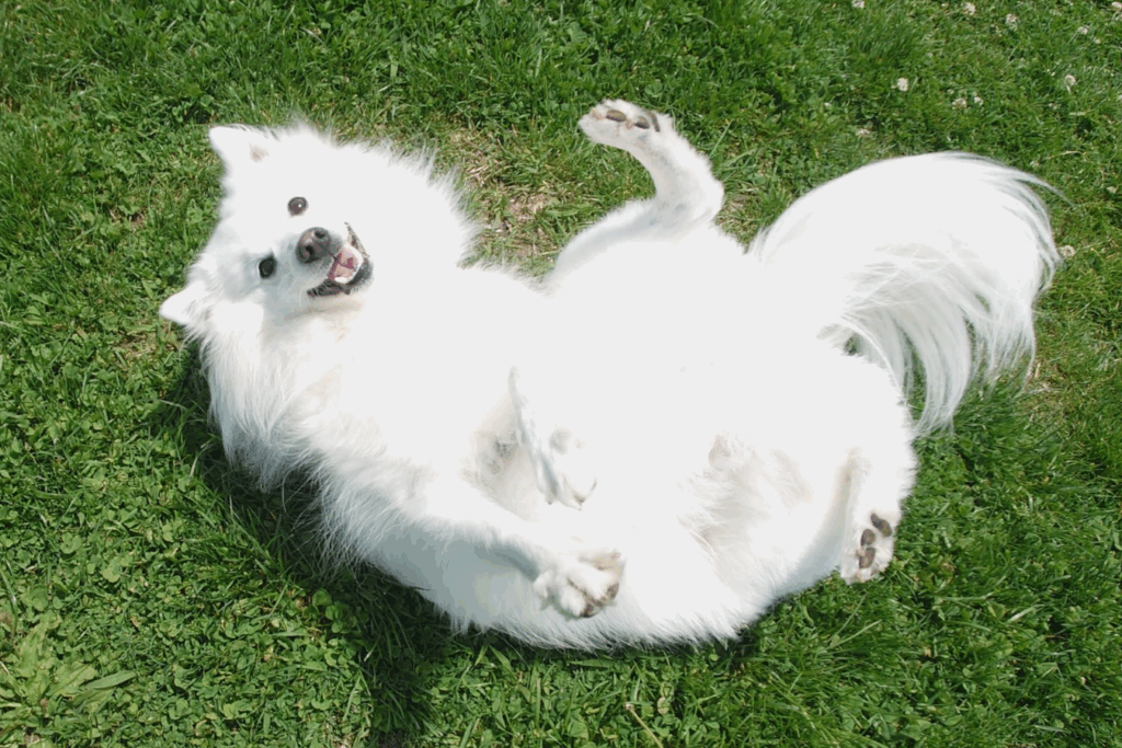 草の上で寝そべる楽くん（@kukuri_shibainuさんより提供）