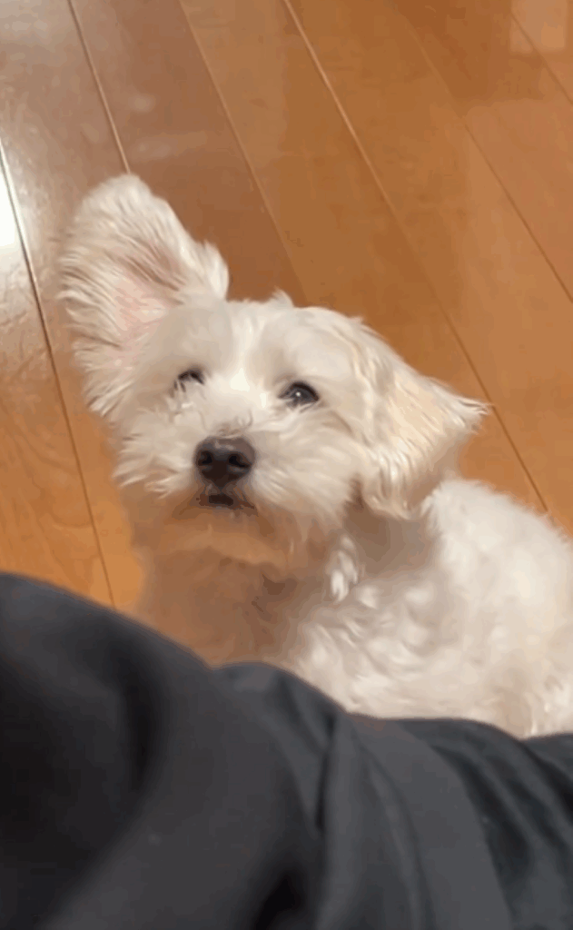 目で訴えるロキくん（＠maltipoolokiさんより提供）