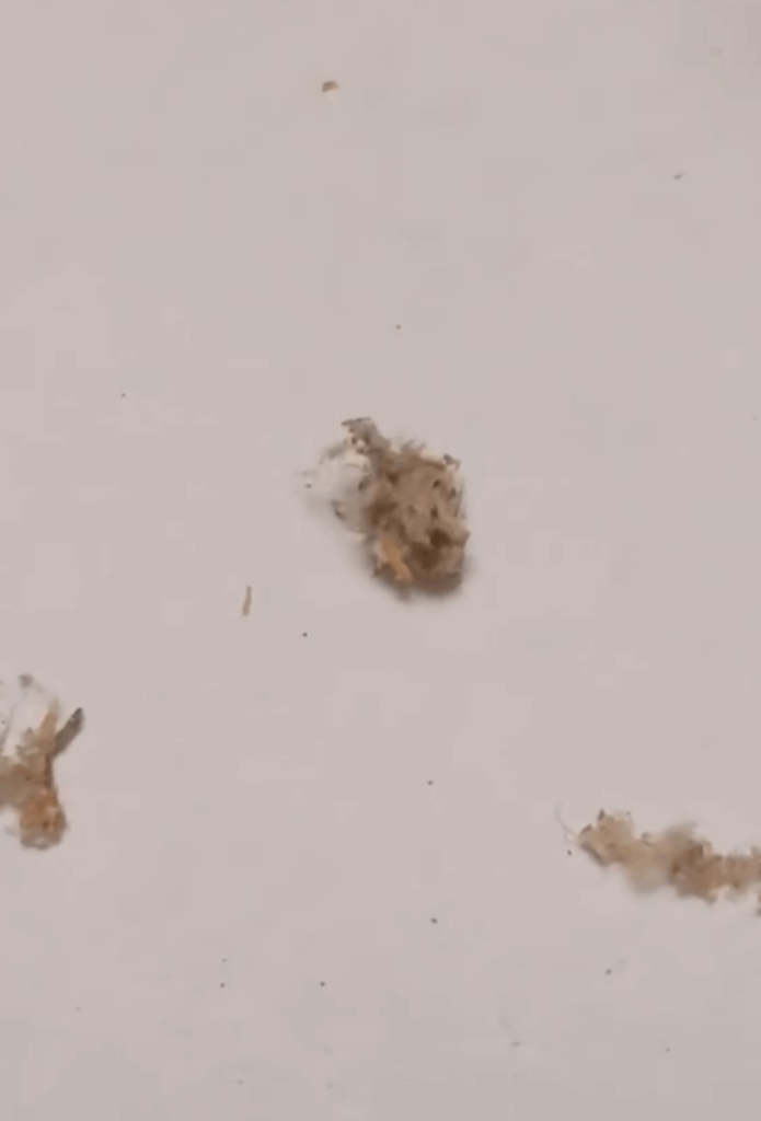 【実際の写真】　投稿者さんが見た光景