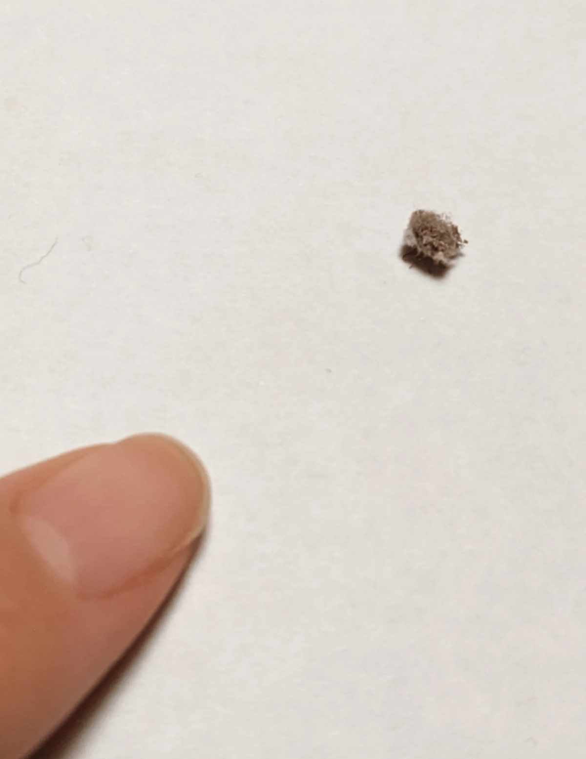 深夜2時、机の上に見つけた“小さなホコリ”に違和感。よく見てみると…その“意外な正体”に「誰ー！！笑」「生まれて初めて可愛いと思った」