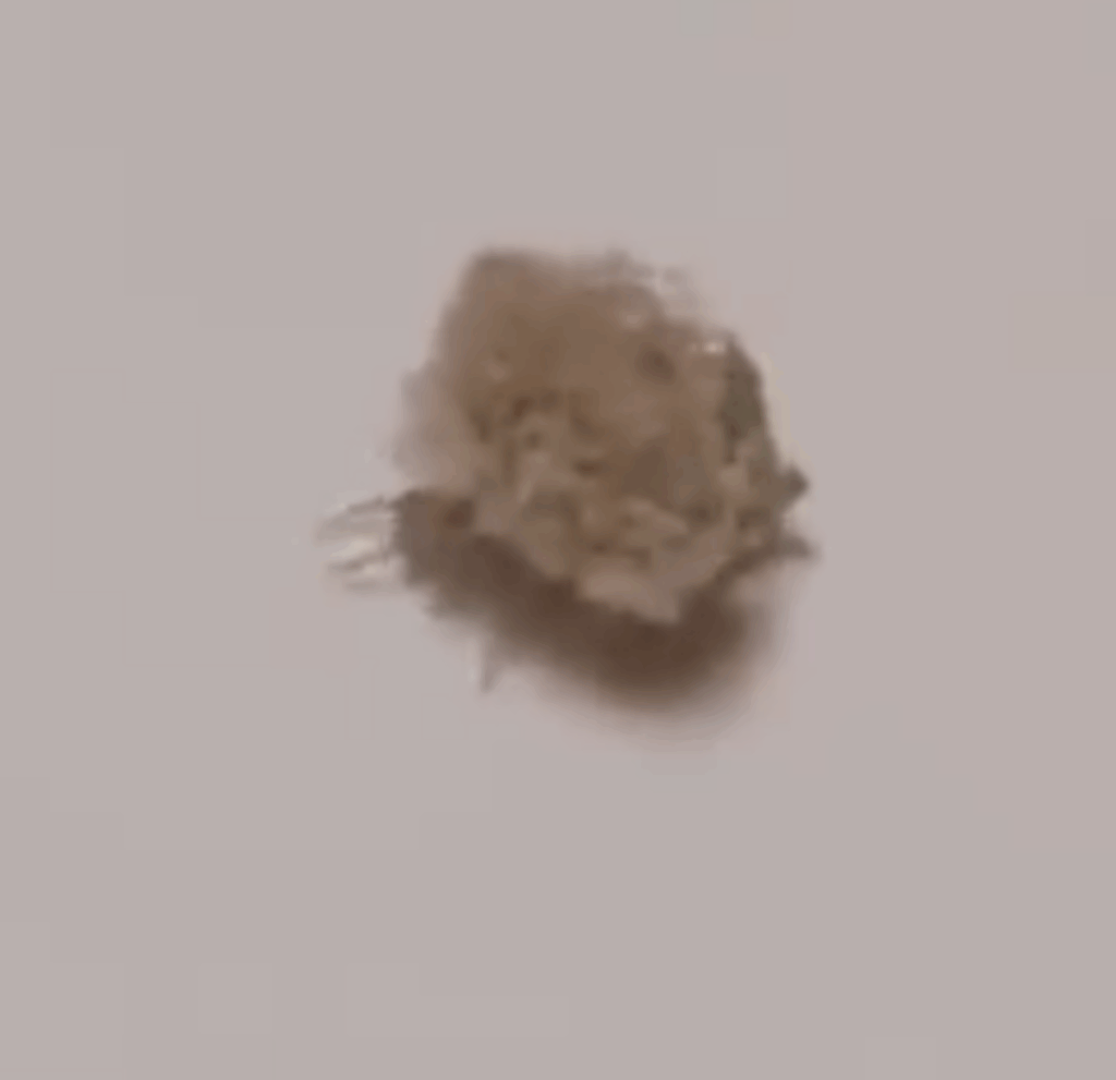 ホコリの下には小さな足が（@mumuupicoさんより提供）