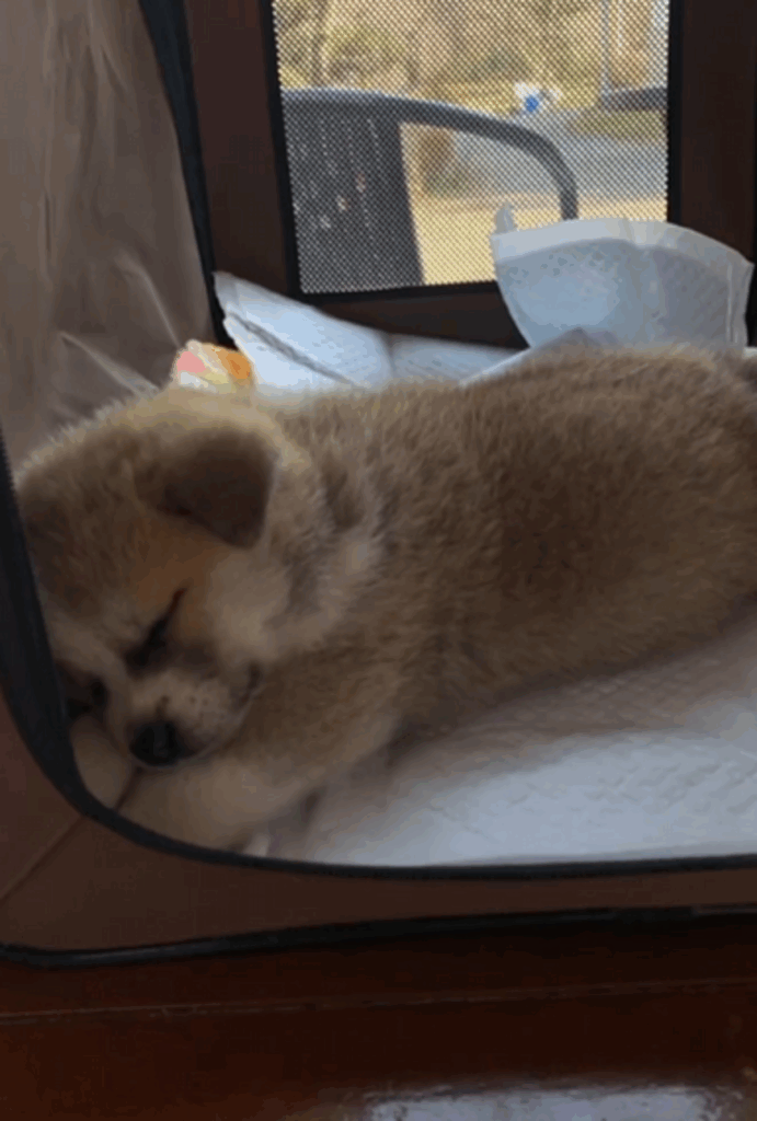 【実際の写真】現在の姿