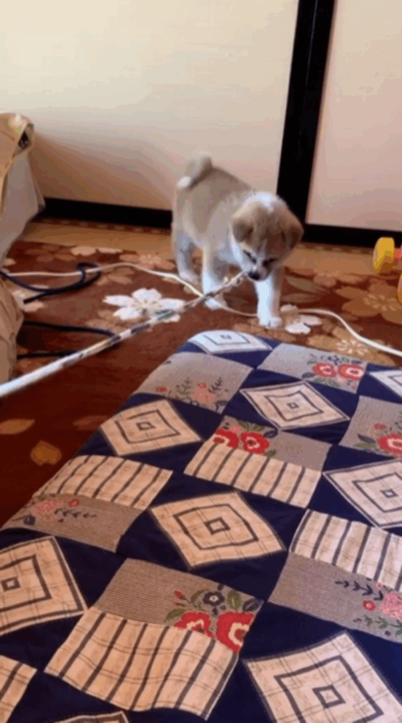 ひもで引っ張り合いっこ（@dadadadadaiske120さんより提供）