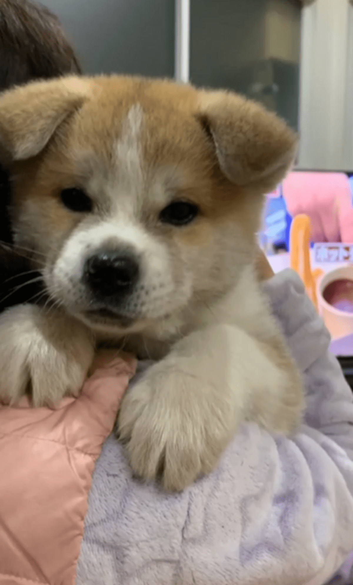 祖母に抱っこされるぬいぐるみのような子犬。しかし4年後、成長した姿に「抱っこの限界」「同じ大きさ笑」「素敵な動画」