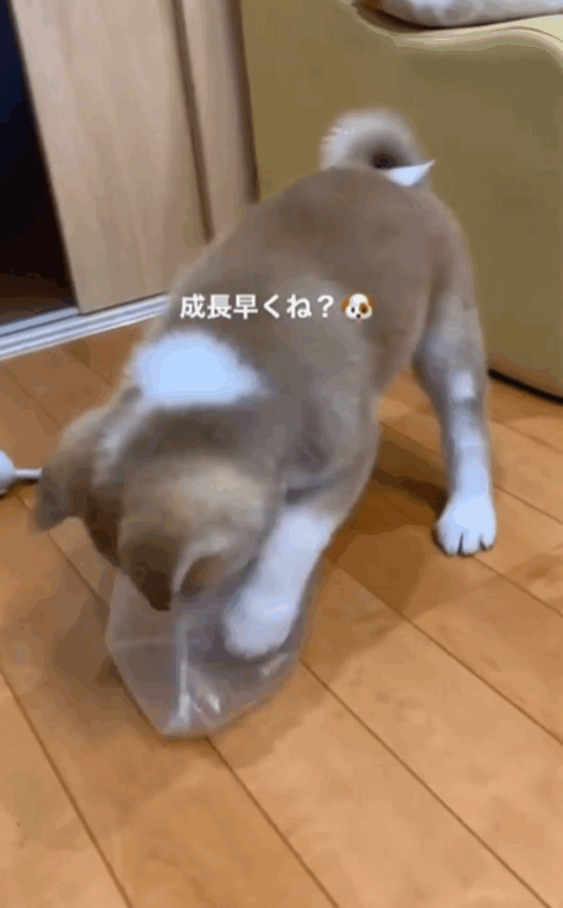 すくすくと成長して…（@dadadadadaiske120さんより提供）