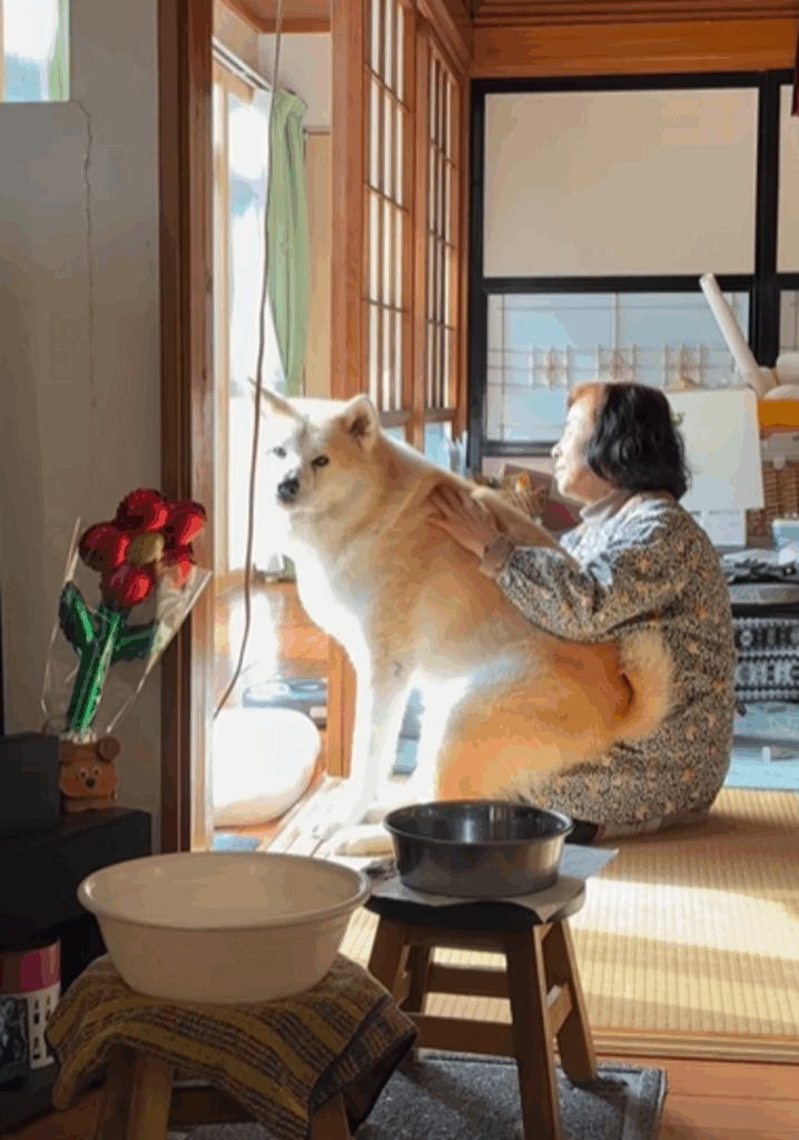 今では人と変わらないほどの大きさに（@dadadadadaiske120さんより提供）