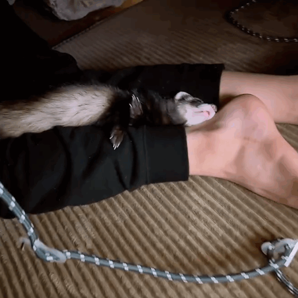 長男くんの足の上で爆睡中！（＠coco.ferret1019さんより提供）