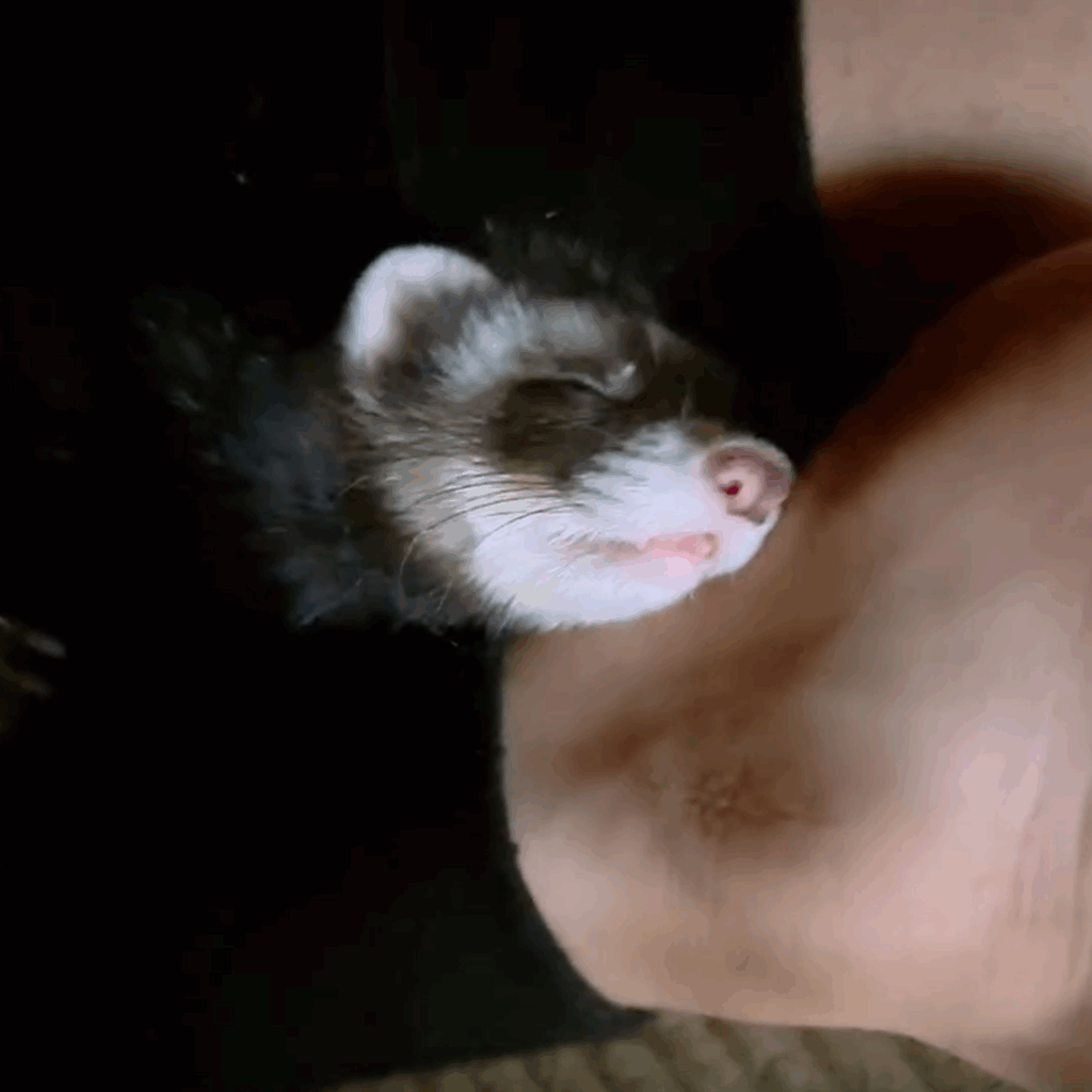 布団をめくられても微動だにせず…（＠coco.ferret1019さんより提供）