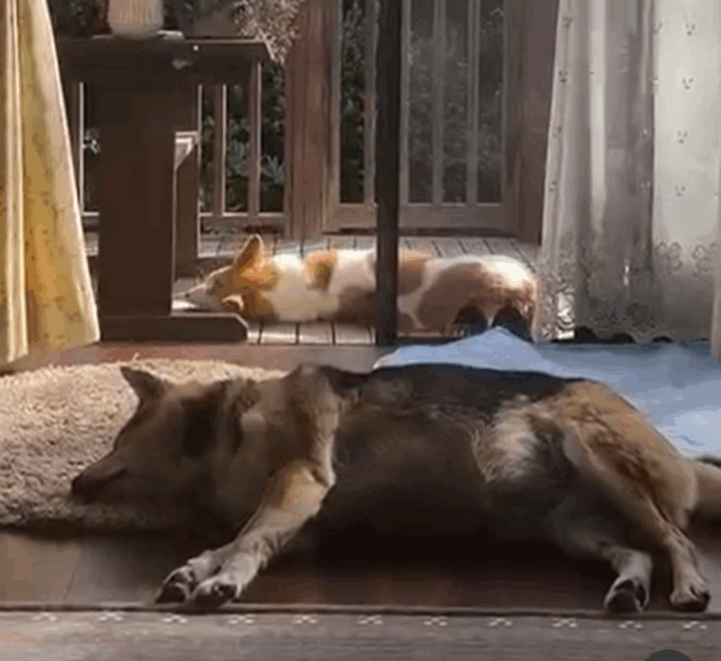 お昼寝するふたり（＠megu_withdogsさんより提供）