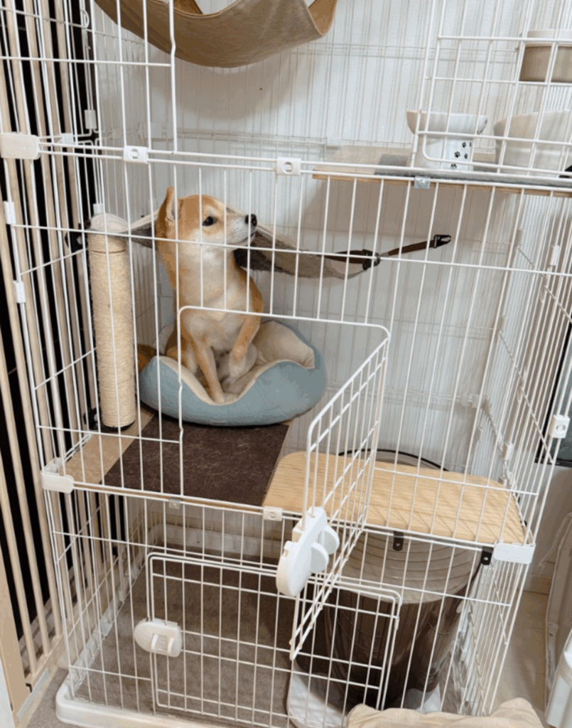 猫ちゃんのゲージに忍び込むおかかくん（@okaka_0516さんより提供）