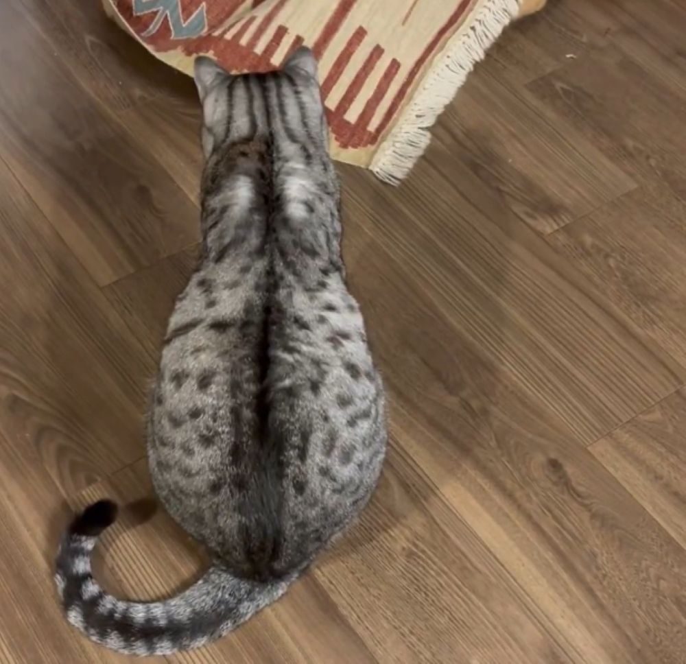 【実際の写真】飼い主さんが見た光景