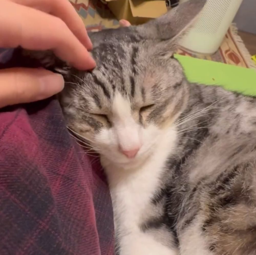 寄り添って眠るサバシくん（＠koimo77さんより提供）