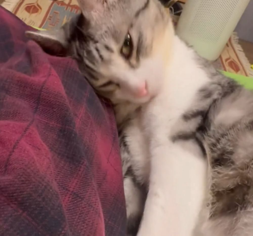 気持ちよさそうな様子（＠koimo77さんより提供）