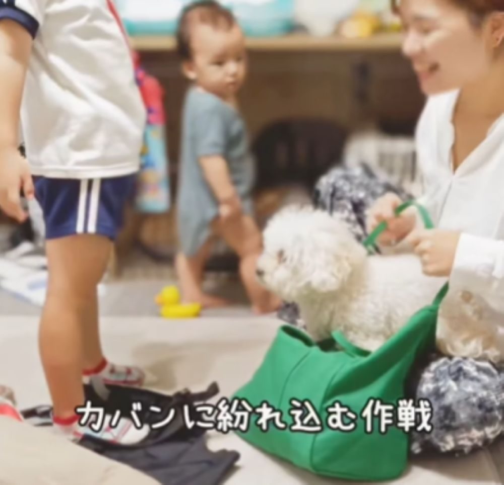 カバンに紛れ込む作戦（＠pochi.ta_maltipooさんより提供）