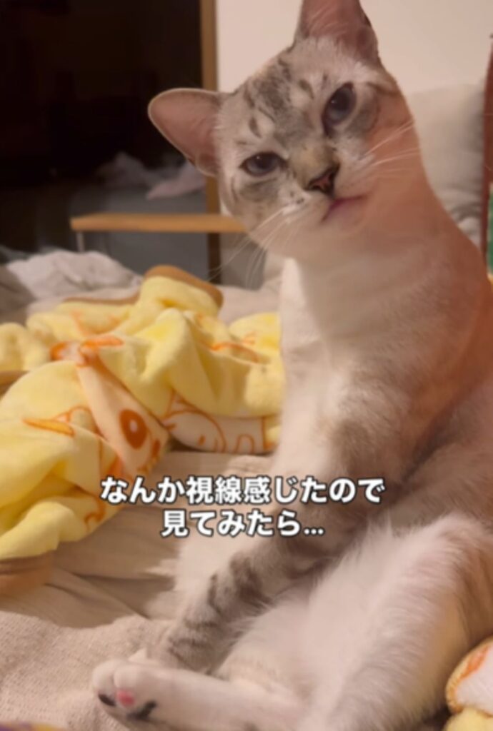 見つめていたルカちゃん（＠lukaluka_journalさんより提供）