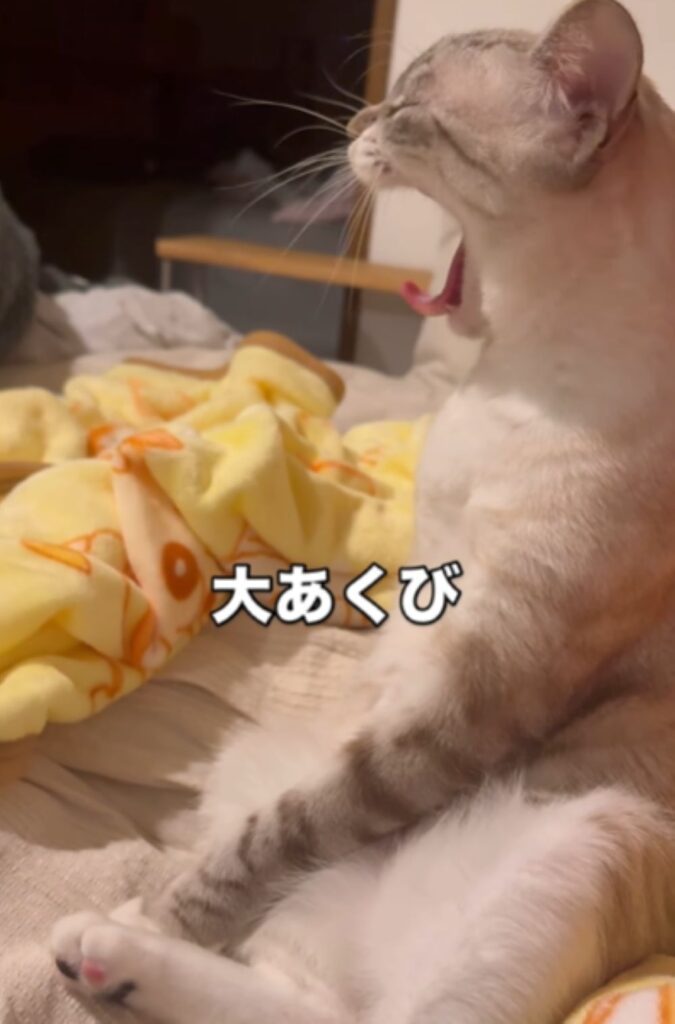 大あくび（＠lukaluka_journalさんより提供）