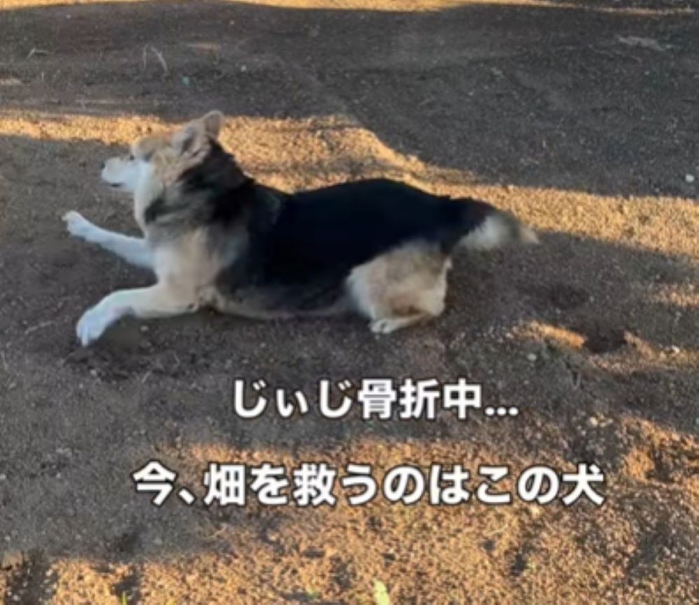 【実際の写真】畑に舞い降りた救世主