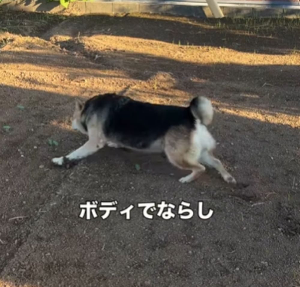 ボディでならすめろんちゃん（＠megu_withdogsさんより提供）