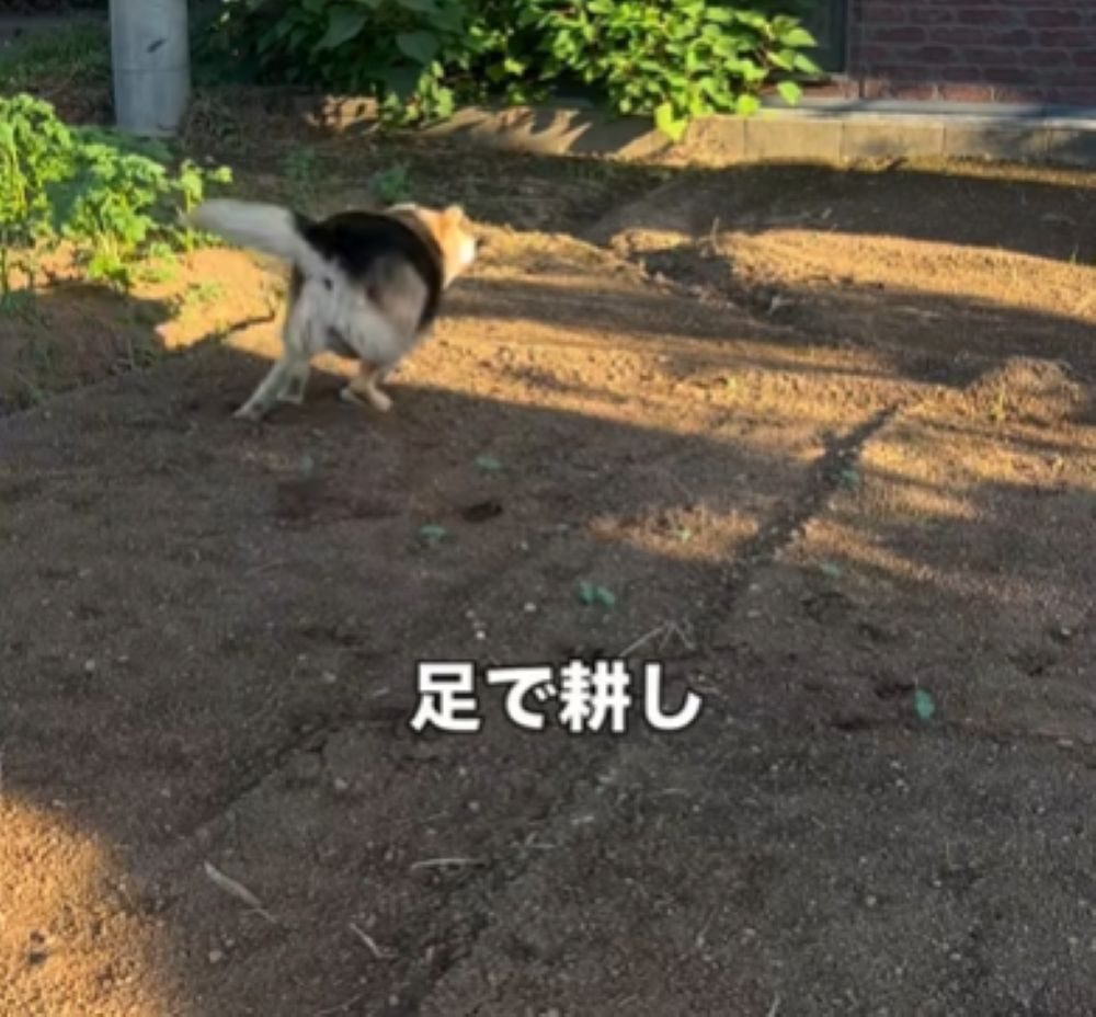 耕すように走り回ります（＠megu_withdogsさんより提供）
