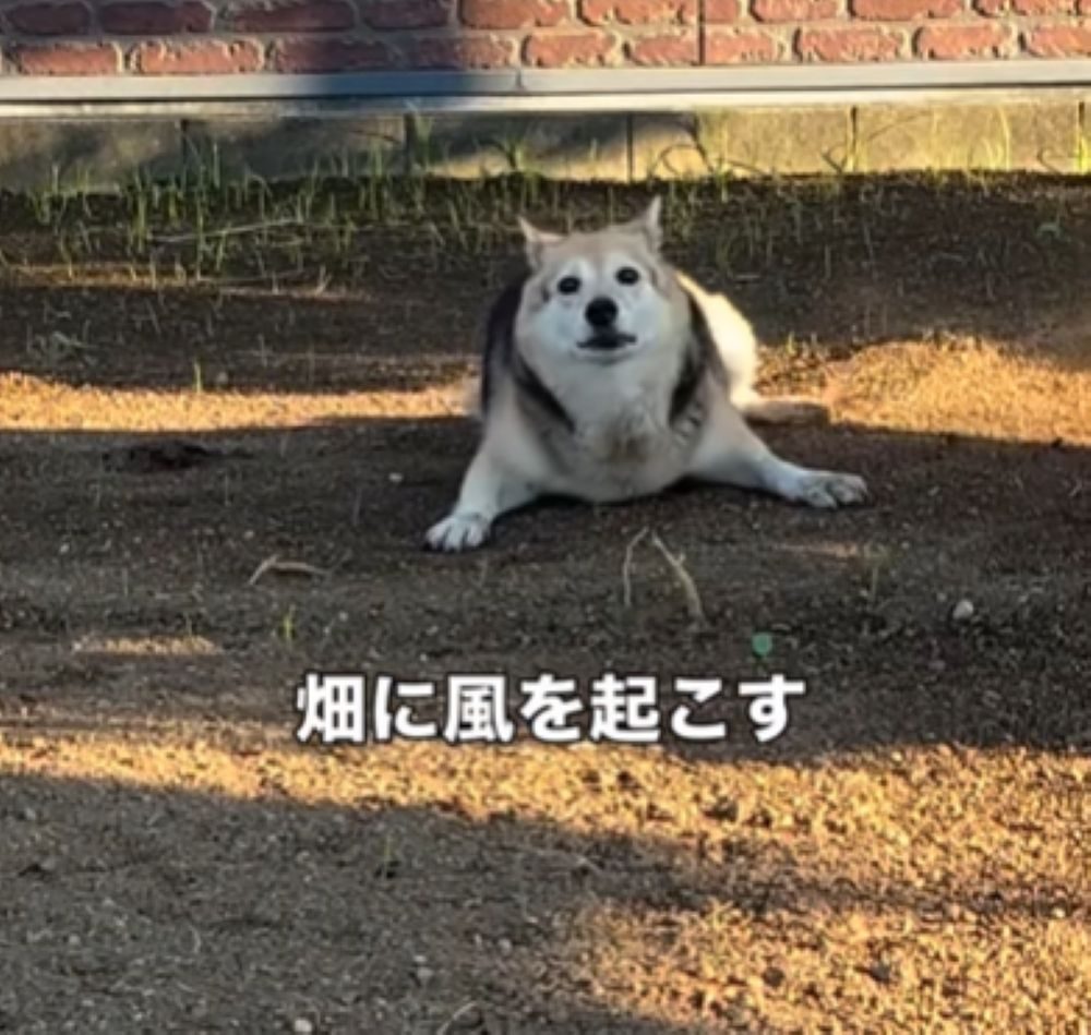 伏せためろんちゃん（＠megu_withdogsさんより提供）