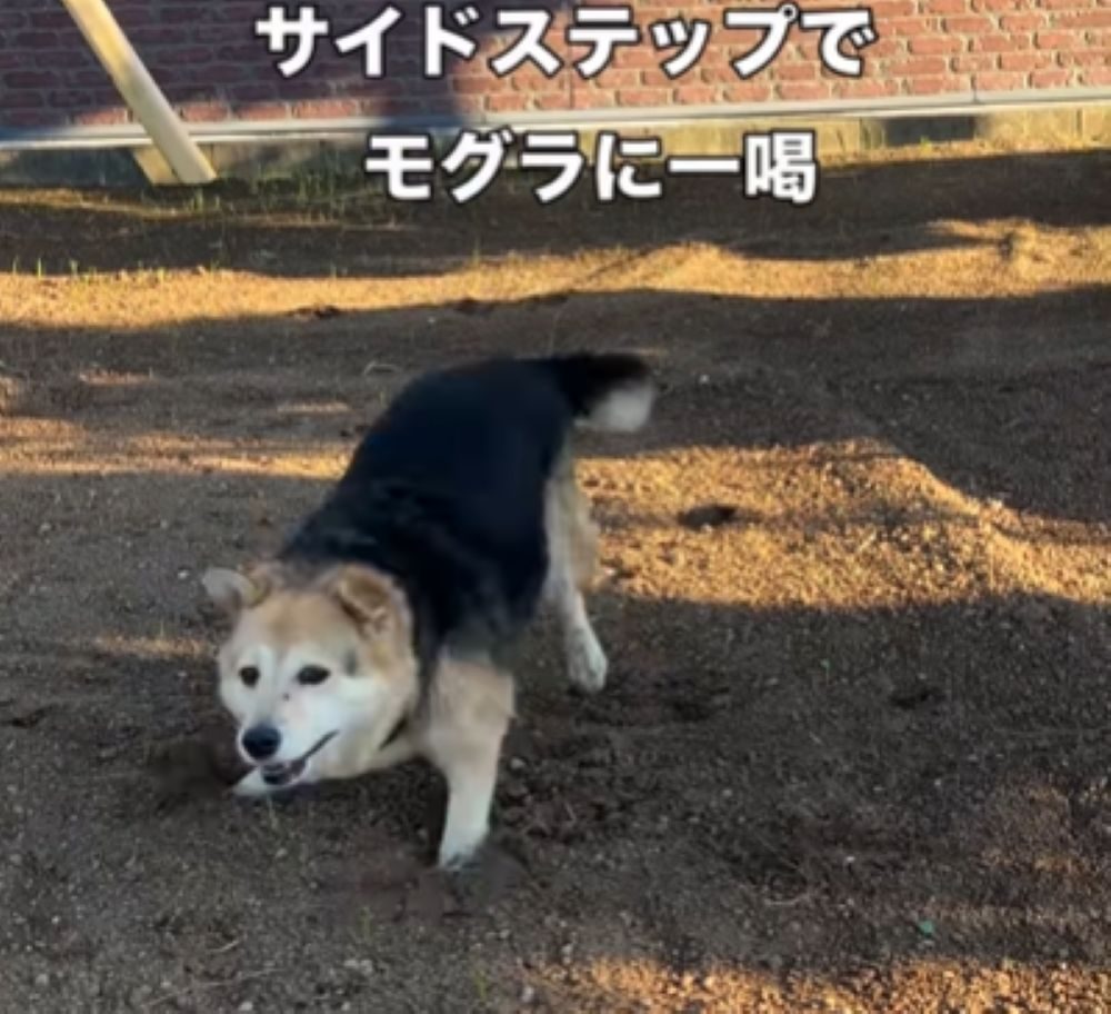 サイドステップ（＠megu_withdogsさんより提供）