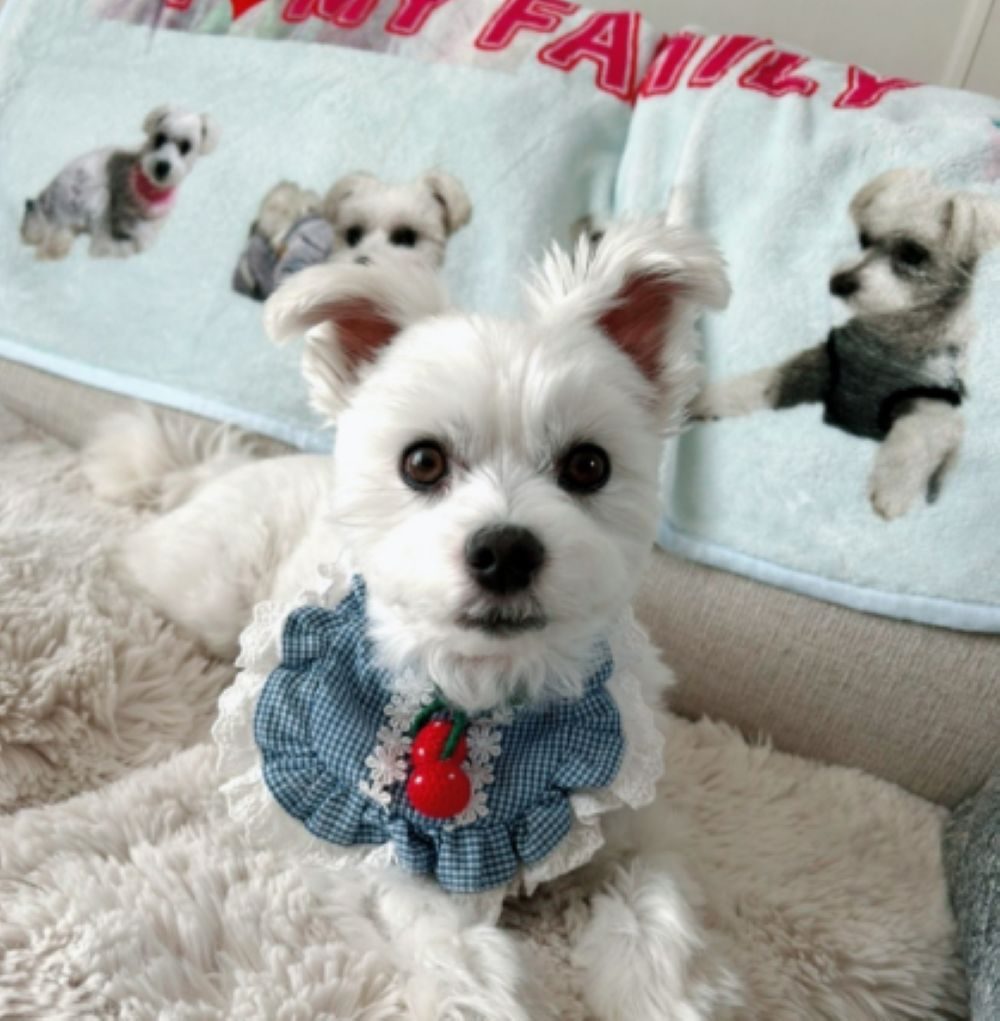 のんちゃん①（＠satomi_0424さんより提供）