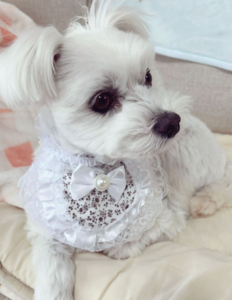 のんちゃん②（＠satomi_0424さんより提供）