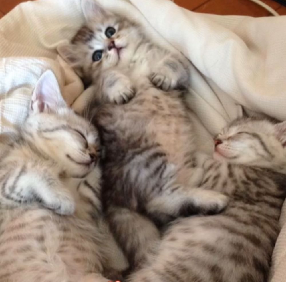 子猫の頃③（＠mikoto7125さんより提供）