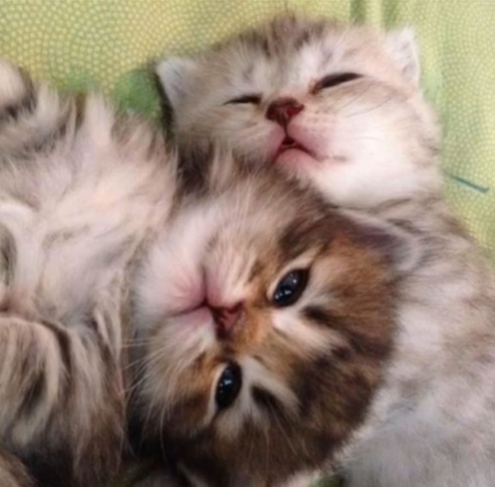 【実際の写真】5年後の衝撃の子猫の姿