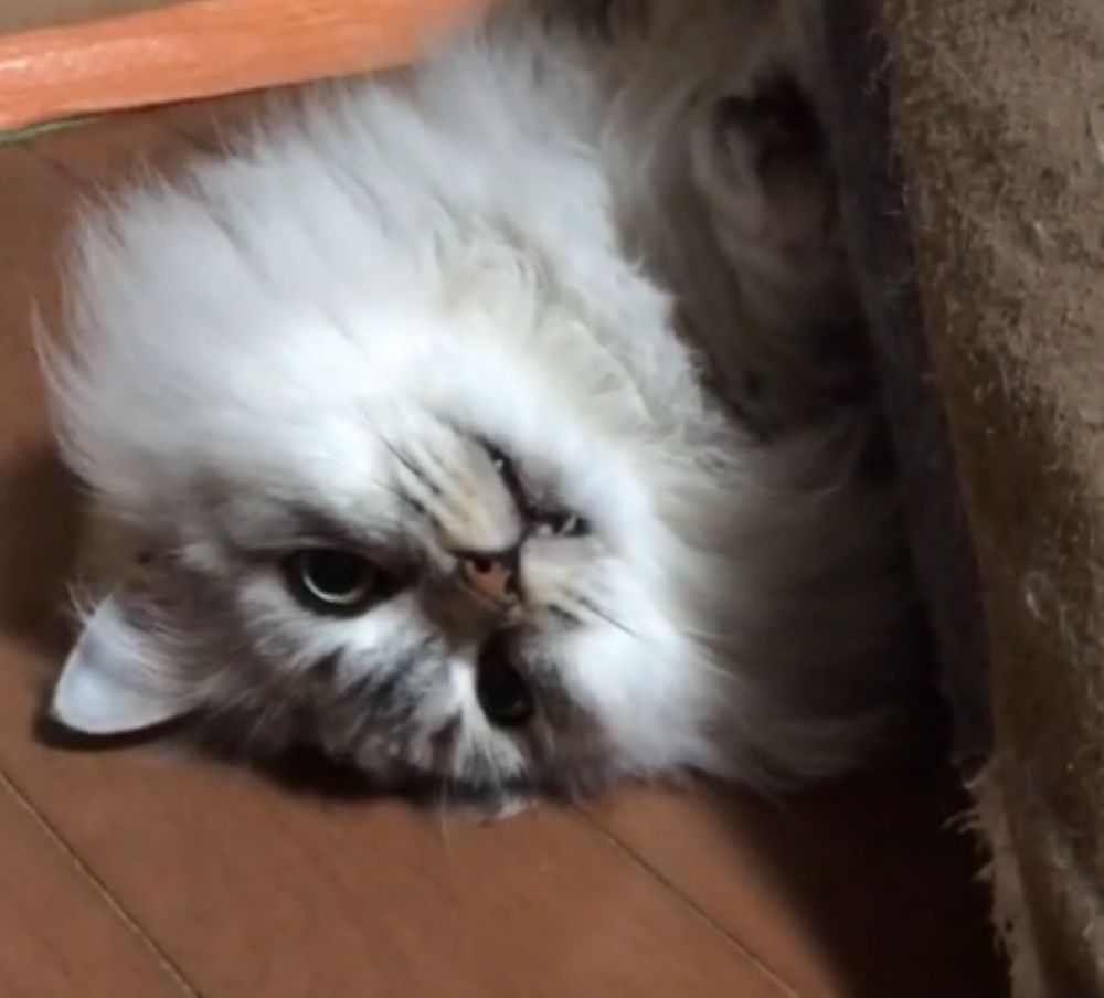 5年後の姿②（＠mikoto7125さんより提供）