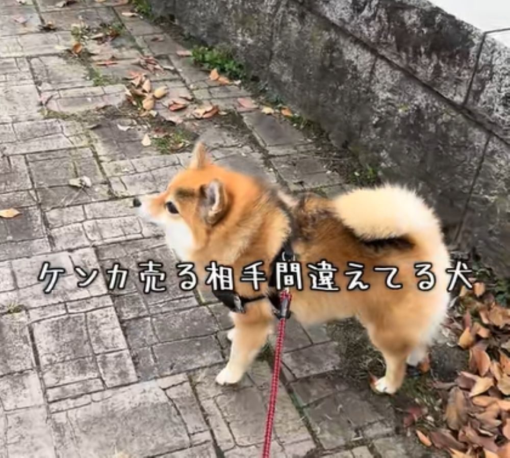 散歩中、突然激しく吠え始めた犬に違和感。視線の先をよく見ると、吠えていた相手に「勝たれへんよ」「振り向いてももらえないw」