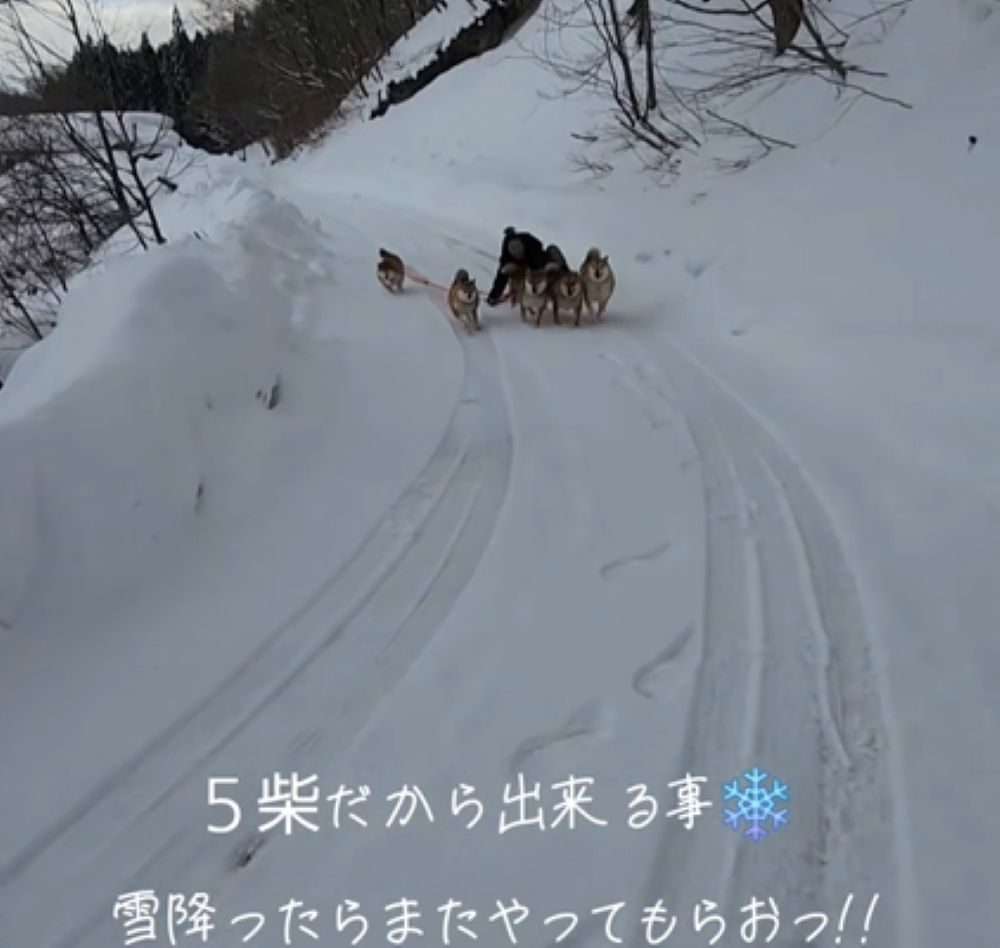 ソリを引くワンちゃんたち（＠5shiba_familyさんより提供）