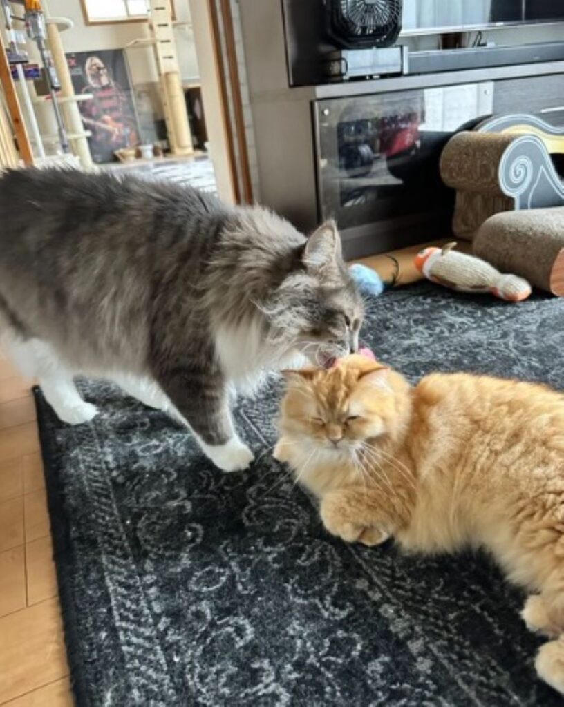 エマちゃんの毛づくろいをするレイくん（＠NEKOLAND13さんより提供）