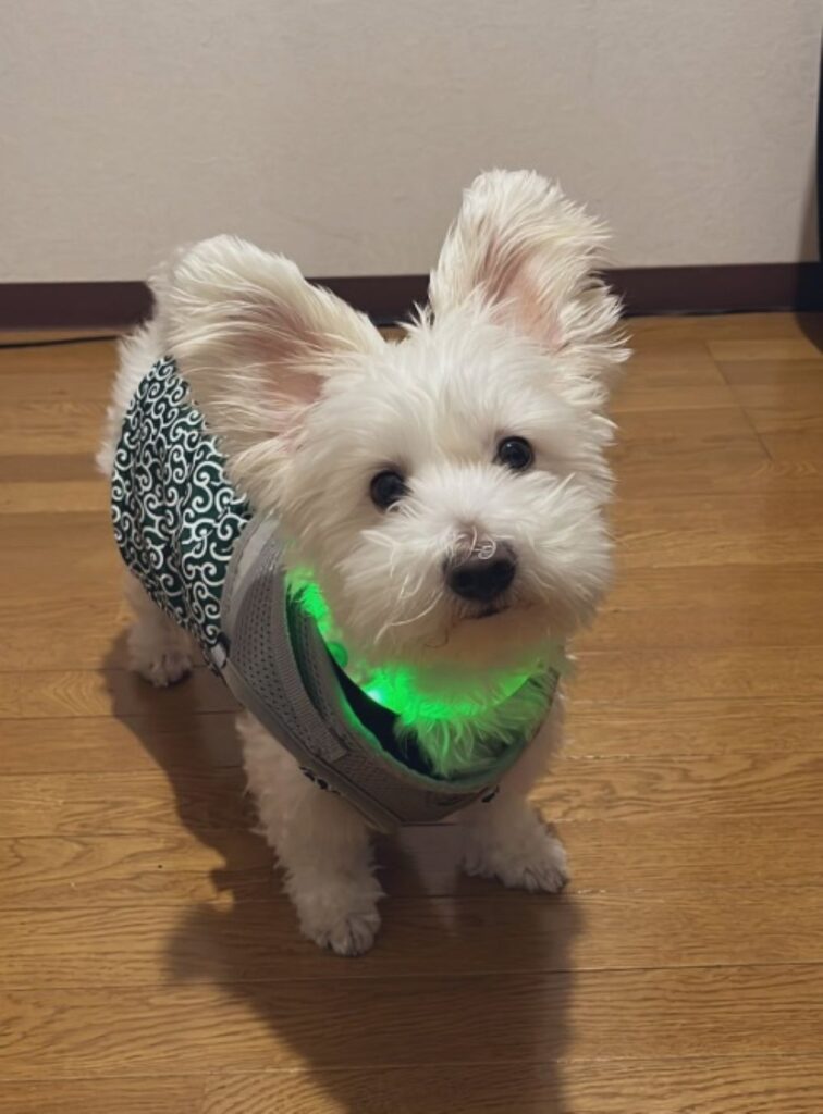 ロキくん②（＠maltipoolokiさんより提供）