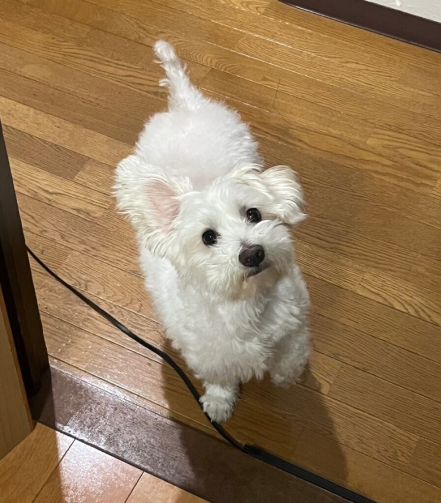 ロキくん③（＠maltipoolokiさんより提供）