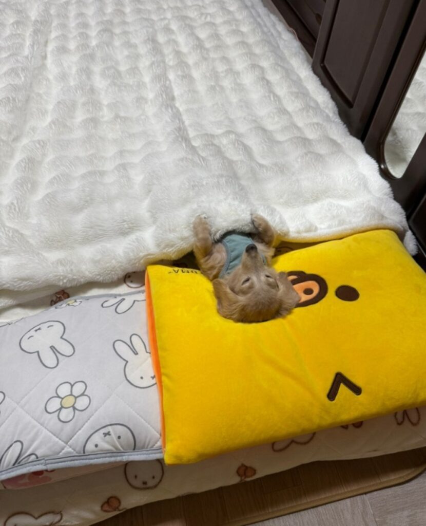 來優ちゃん①（@siawase1717さんより提供）