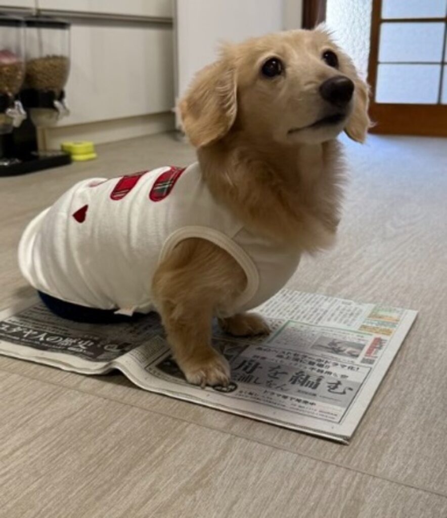 來優ちゃん②（@siawase1717さんより提供）