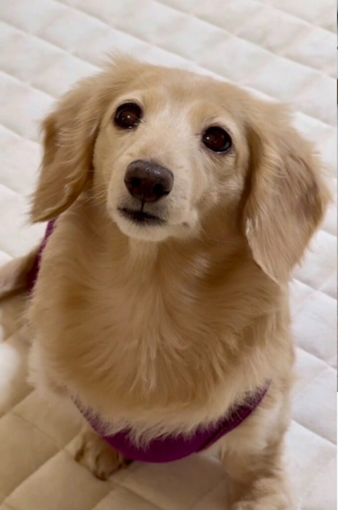 來優ちゃん③（@siawase1717さんより提供）