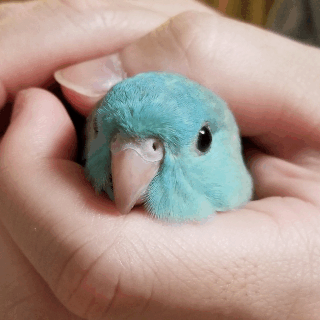 握られるの大好きです（@sae_coさんより提供）