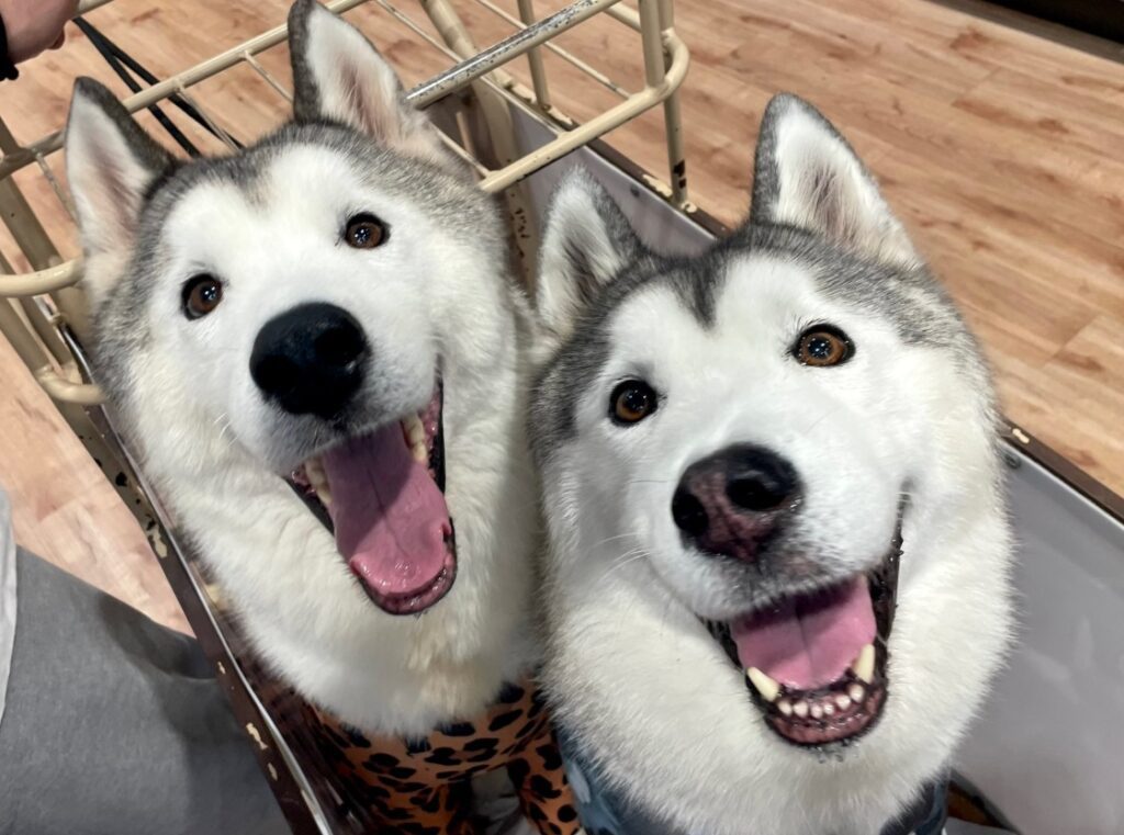 【実際の写真】ドッグランでの様子