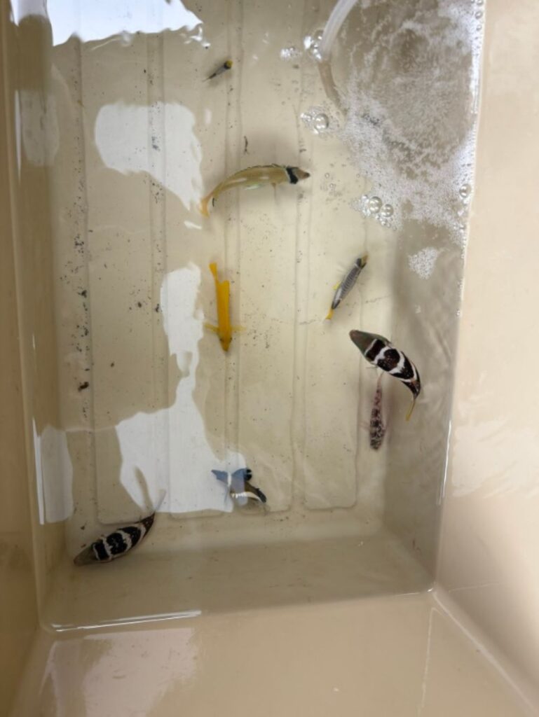 【実際の写真】　まさかのお礼