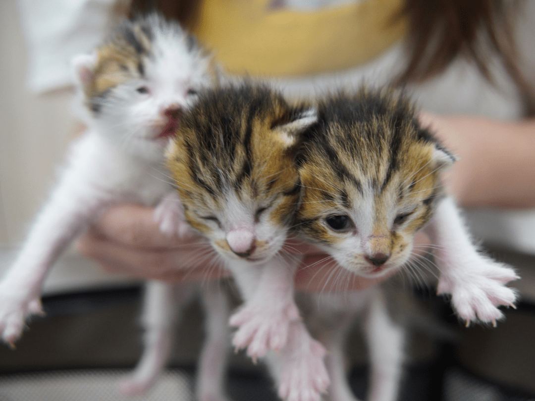 近所の野良猫が出産し…　子猫4匹を緊急保護。→その1年後の姿に「美男美女」「可愛さは増し増しで」「羨ましい」