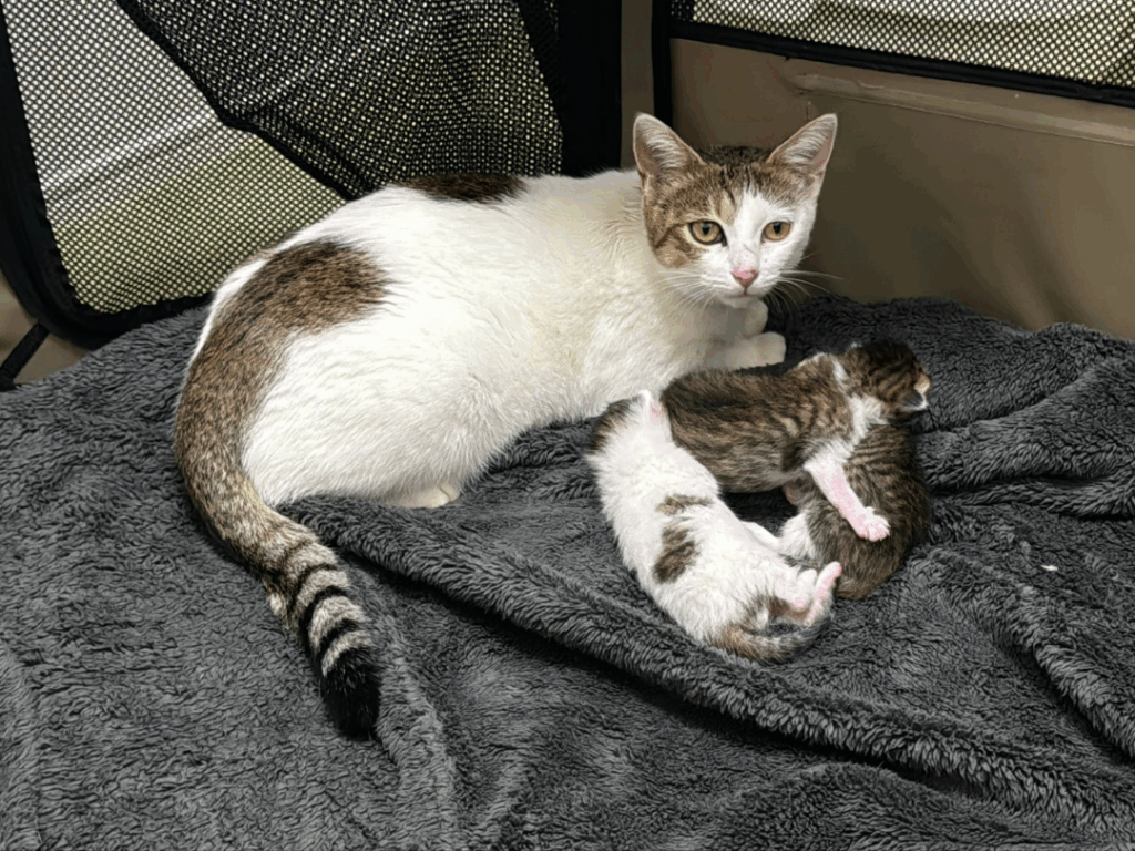 来た時の3兄妹と母猫（@matsutake_catさんより提供）