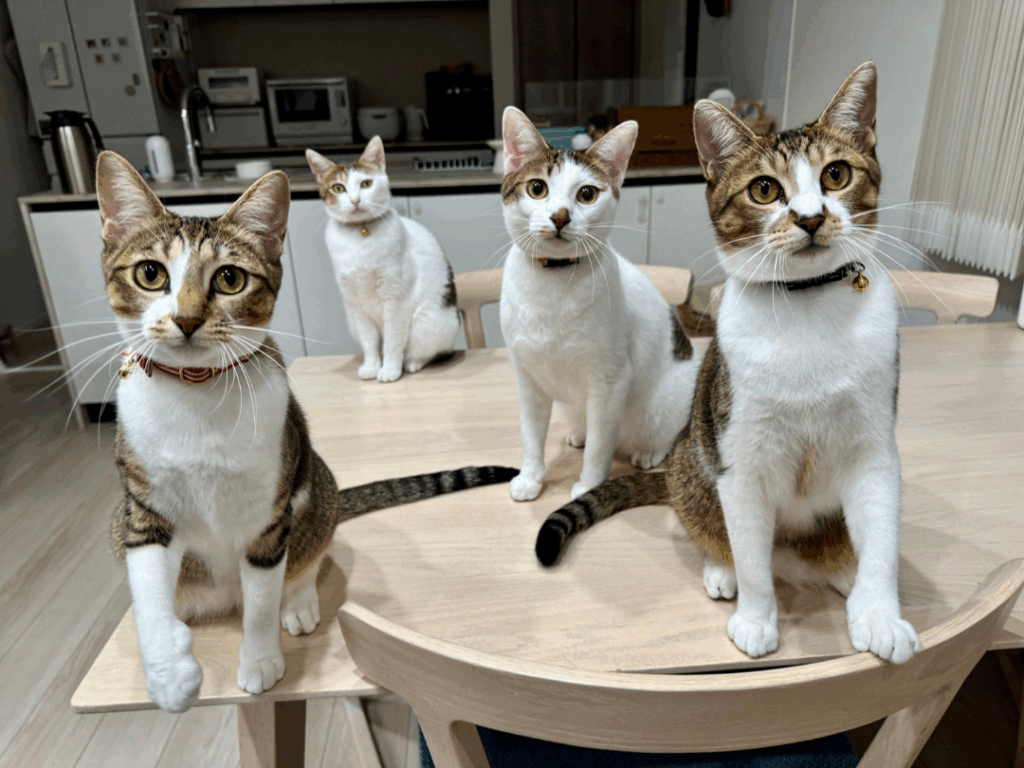 現在の3兄妹と母猫①（@matsutake_catさんより提供）