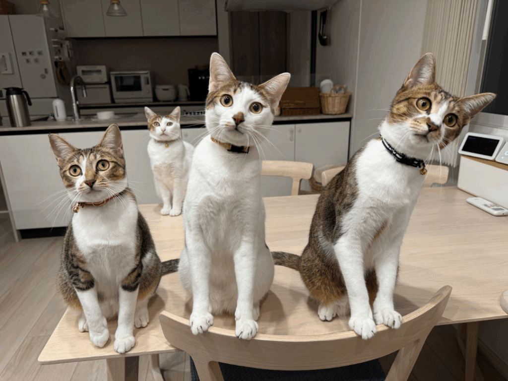 現在の3兄妹と母猫②（@matsutake_catさんより提供）