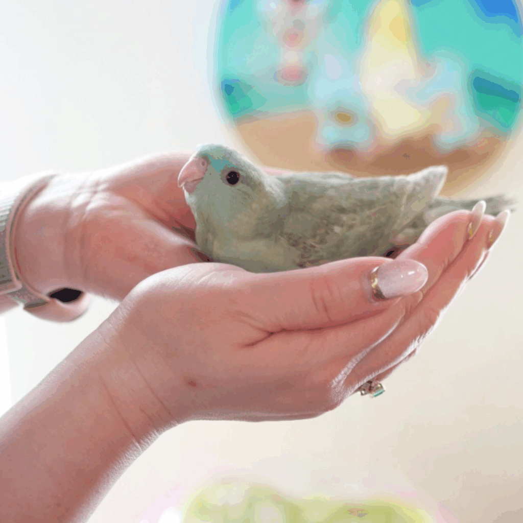 知人の個展でたまたま出会い、お迎えを決めました（@sae_coさんより提供）