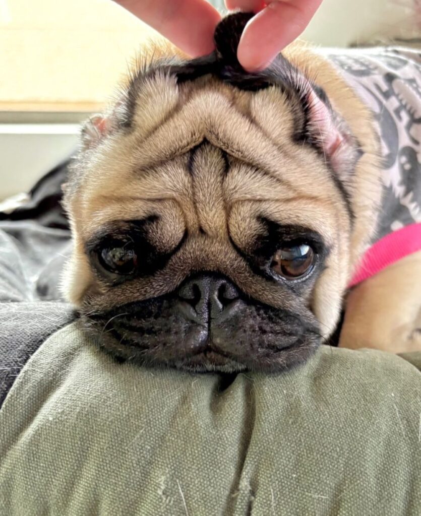 普段の茶々丸くん①（＠chachamaru_pugさんより提供）