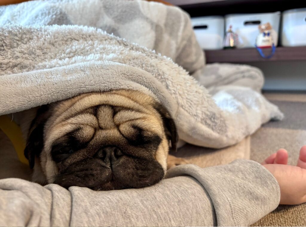 普段の茶々丸くん②（＠chachamaru_pugさんより提供）